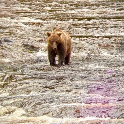 Journeying back to Sitka. Part 1 ~ Gustavus to Appleton Cove Through Inland  Passages